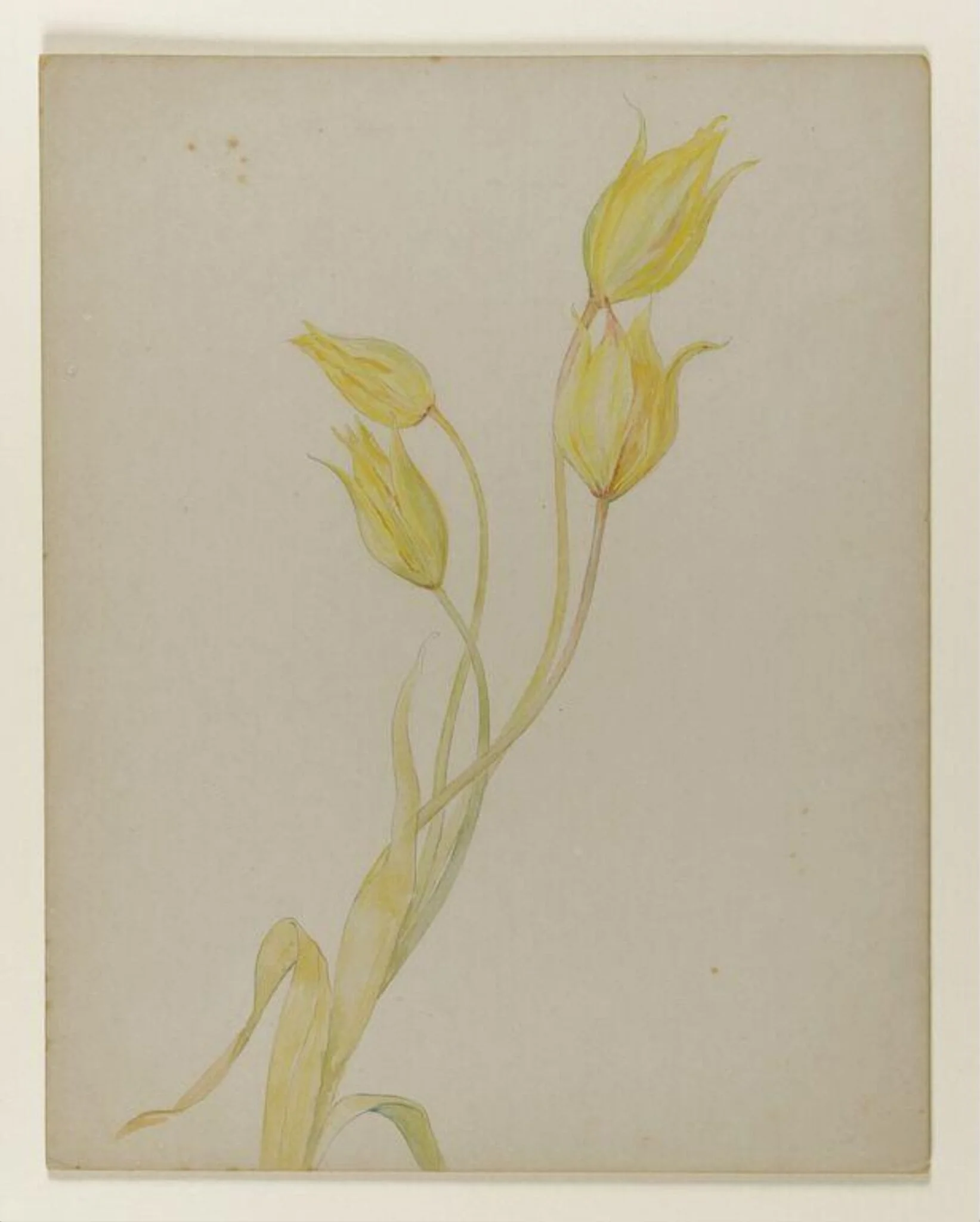 Yellow tulips, by Beatrix Potter, watercolor, 1850