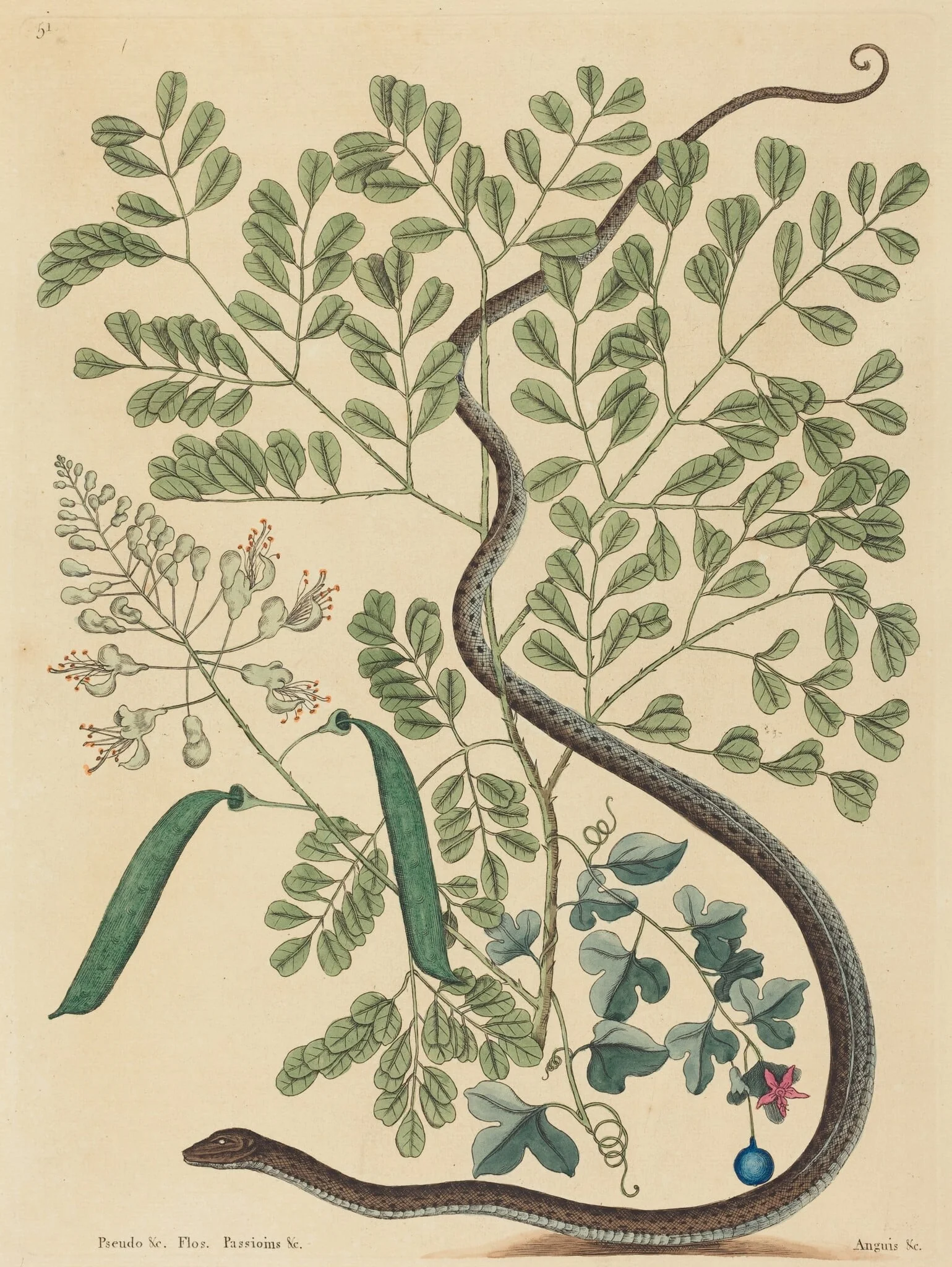 The Spotted Ribbon Snake (Coluber nebulosus?), by Mark Catesby, ink, 1737