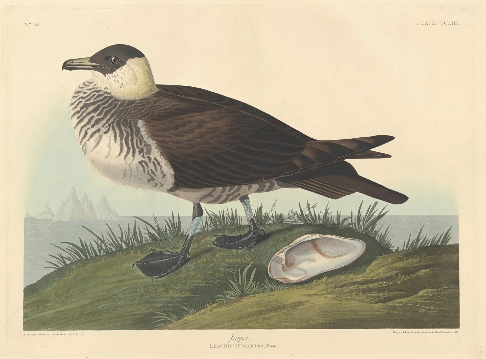 Jager, by Robert Havell Jr., ink, 1835