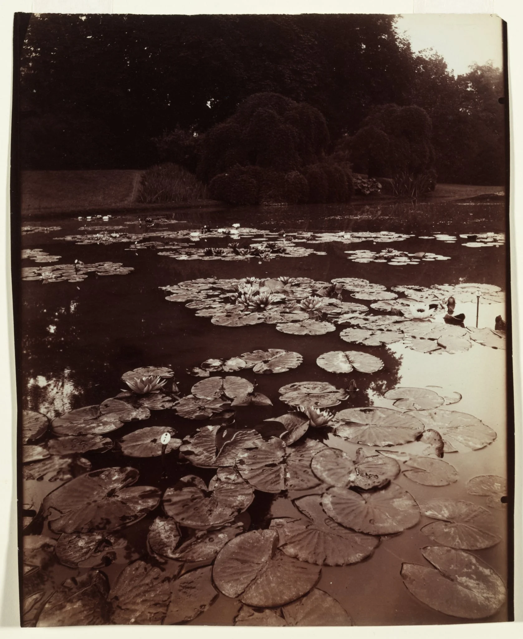 Nymphéa, by Eugène Atget, 1922