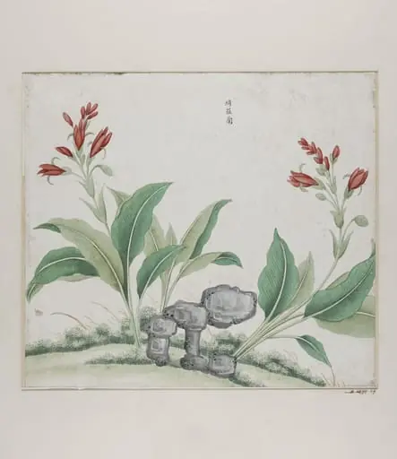 Yi luo lan