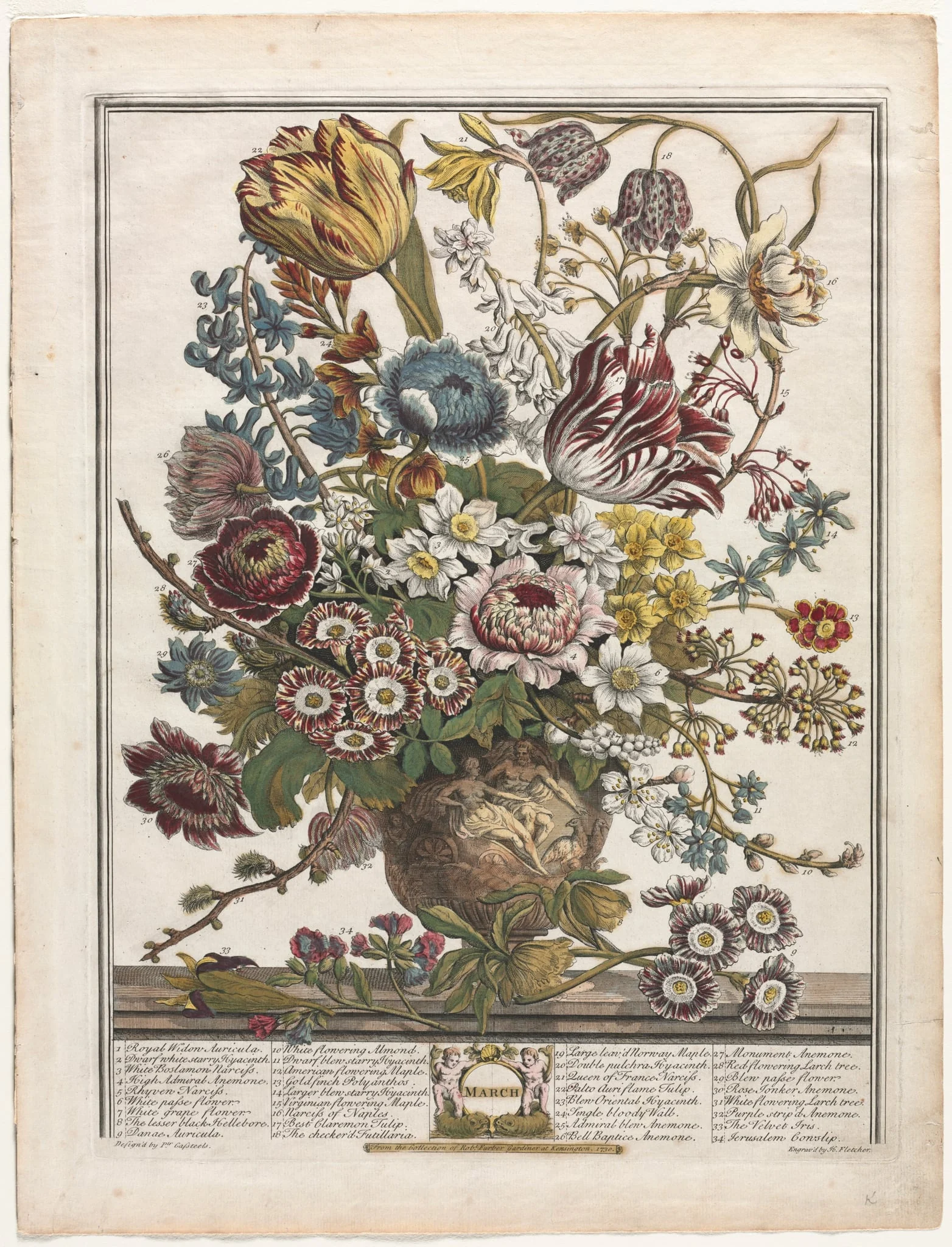 Twelve Months of Flowers:  March, by Henry Fletcher, 1730