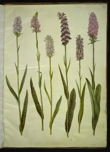 Dactylorhiza maculata (plettet gøgeurt)