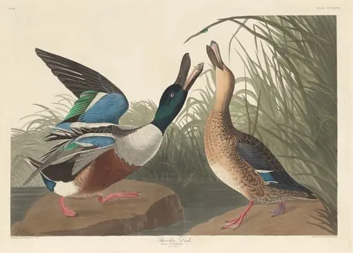 Shoveller Duck