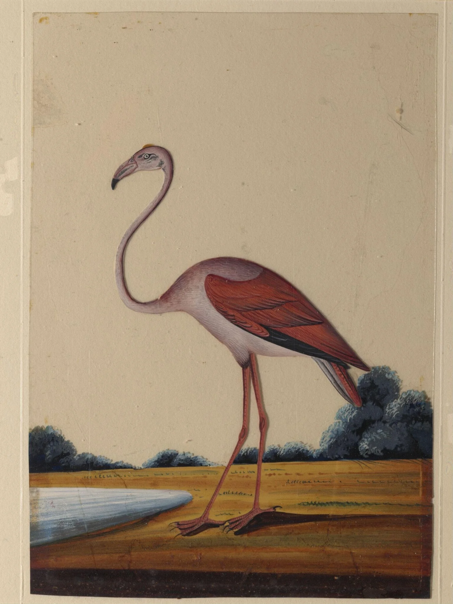 A flamingo