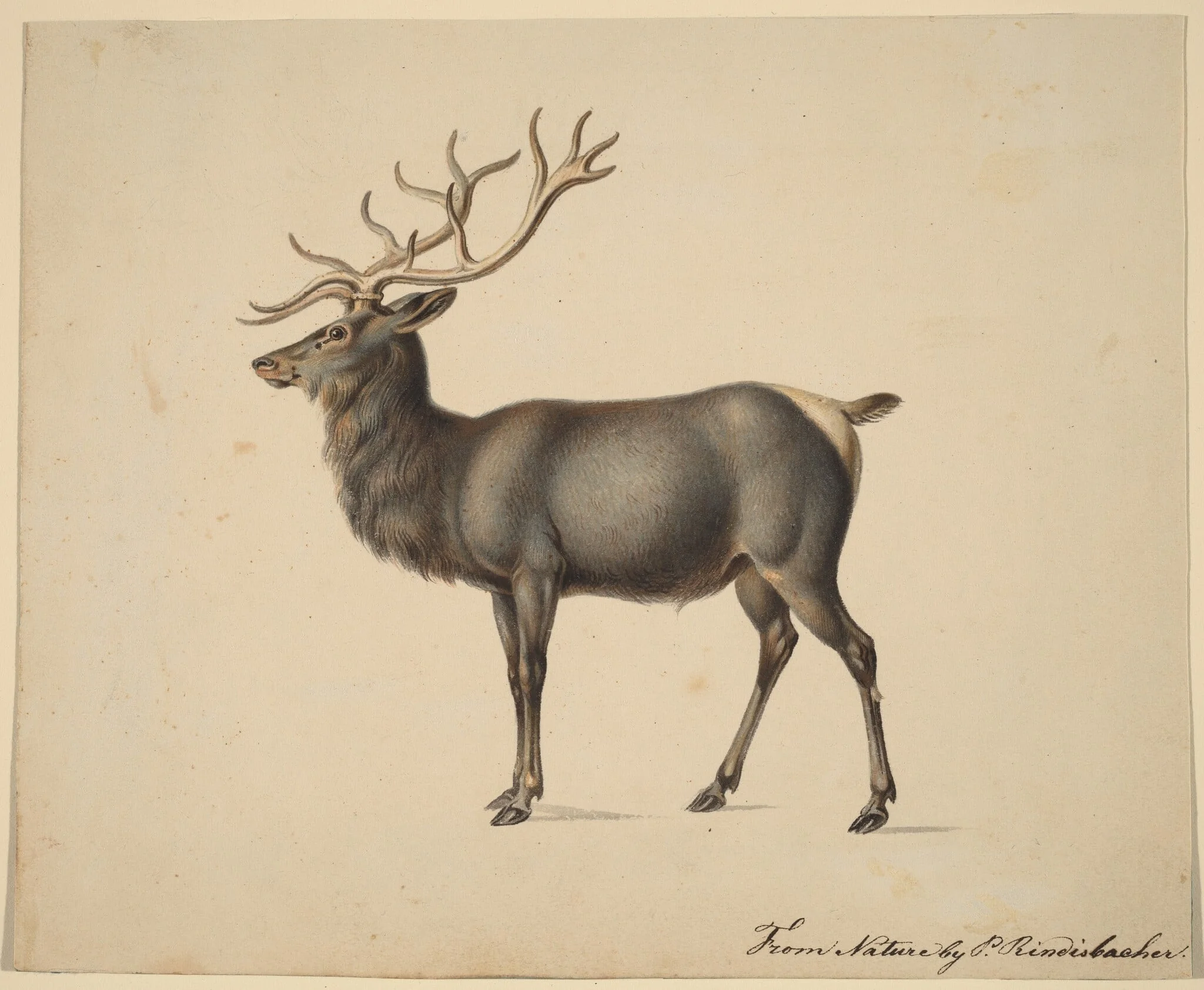 European Elk, by Peter Rindisbacher, gouache, 1820