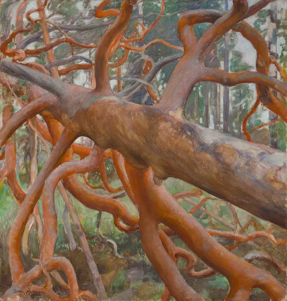 Great Pine of Kotavuori