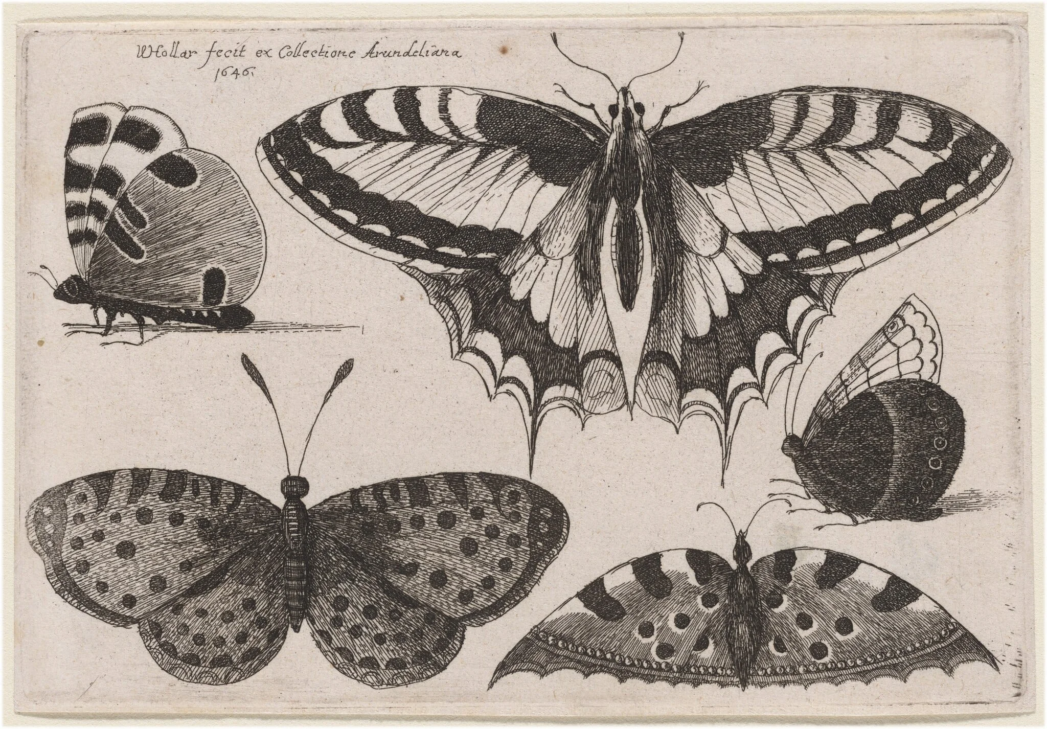 Three Butterflies and Two Moths, by Wenceslaus Hollar, ink, 1646