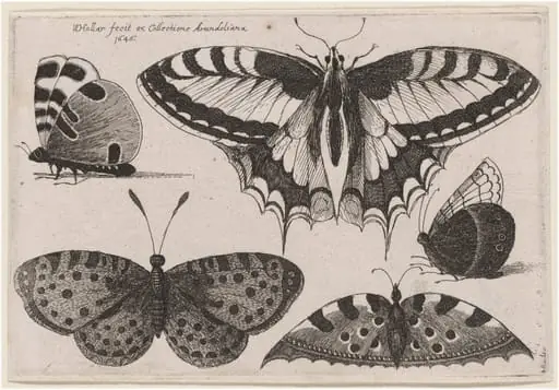 Three Butterflies and Two Moths