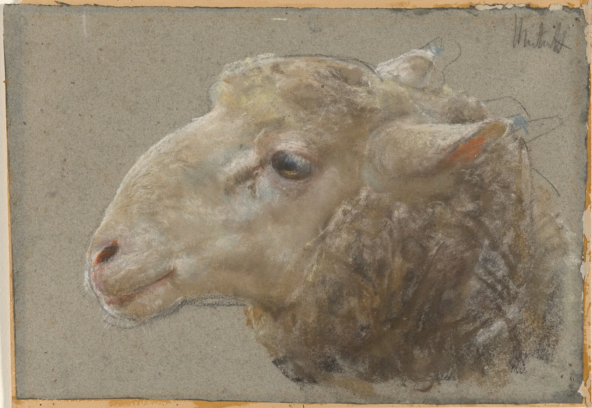 Head of a Sheep, by Francesco Paolo Michetti, gouache, 1881