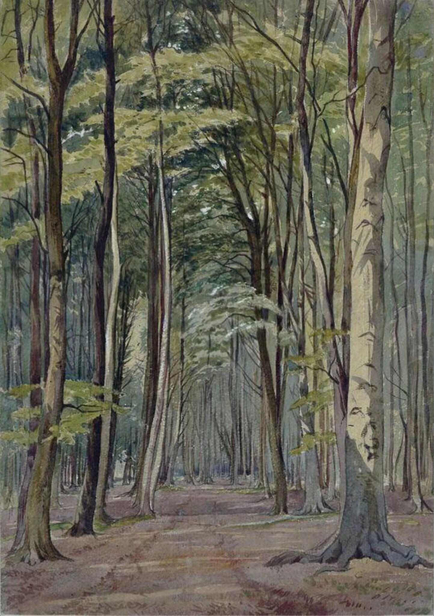 A beechwood, by William Noble Hardwick, watercolor, 1864
