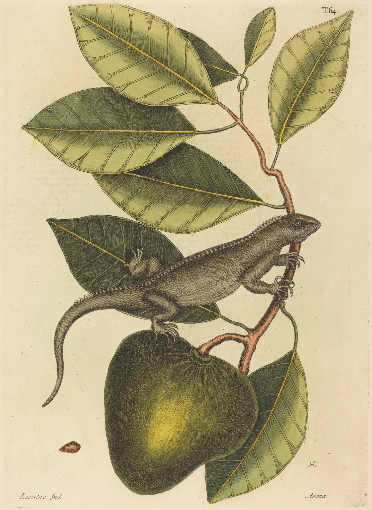 The Guana (Lacerta Iguana), by Mark Catesby, ink, 1737