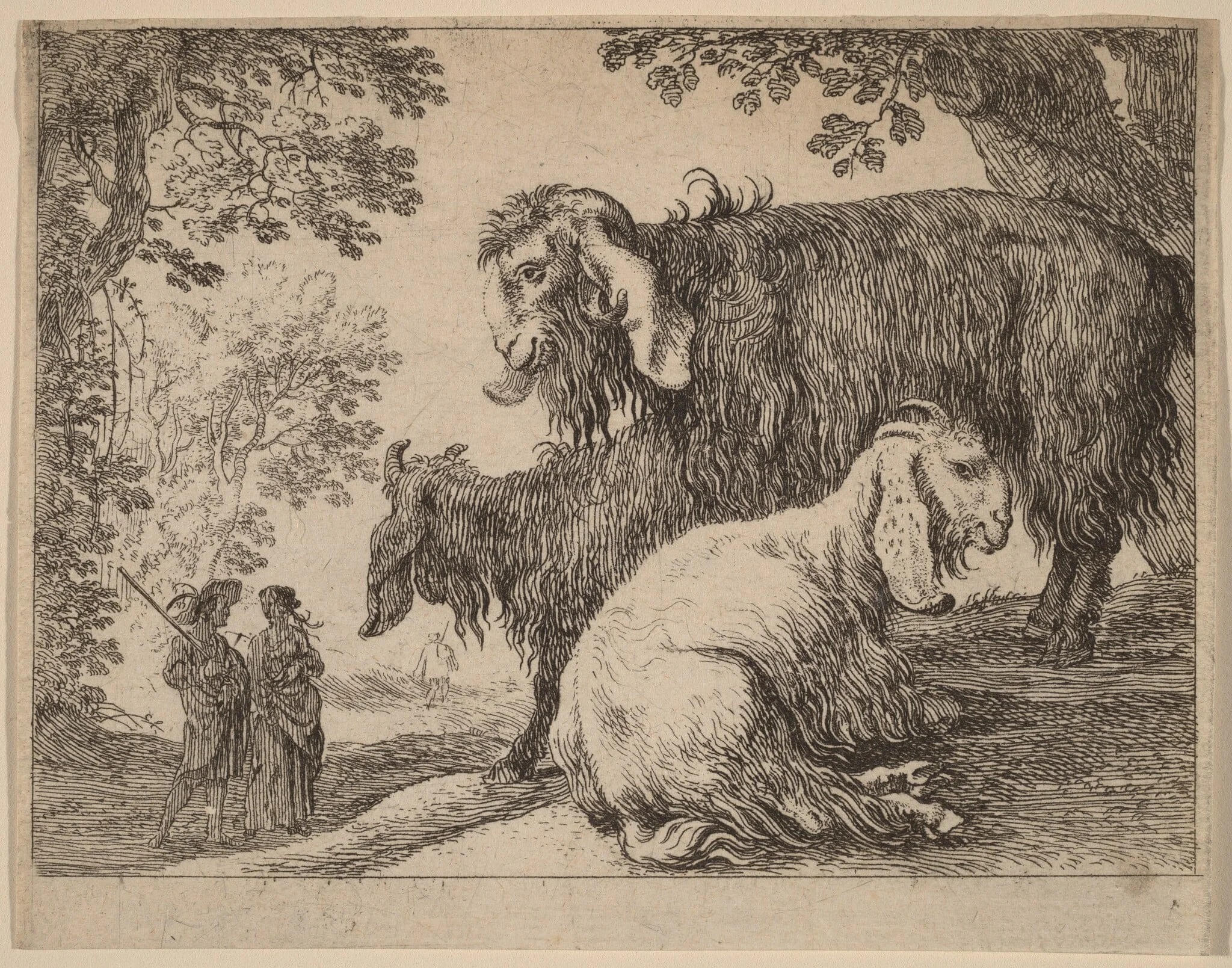 Angora Sheep, by Herman van Swanevelt, ink, 1628