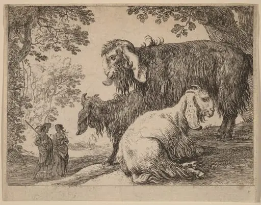 Angora Sheep