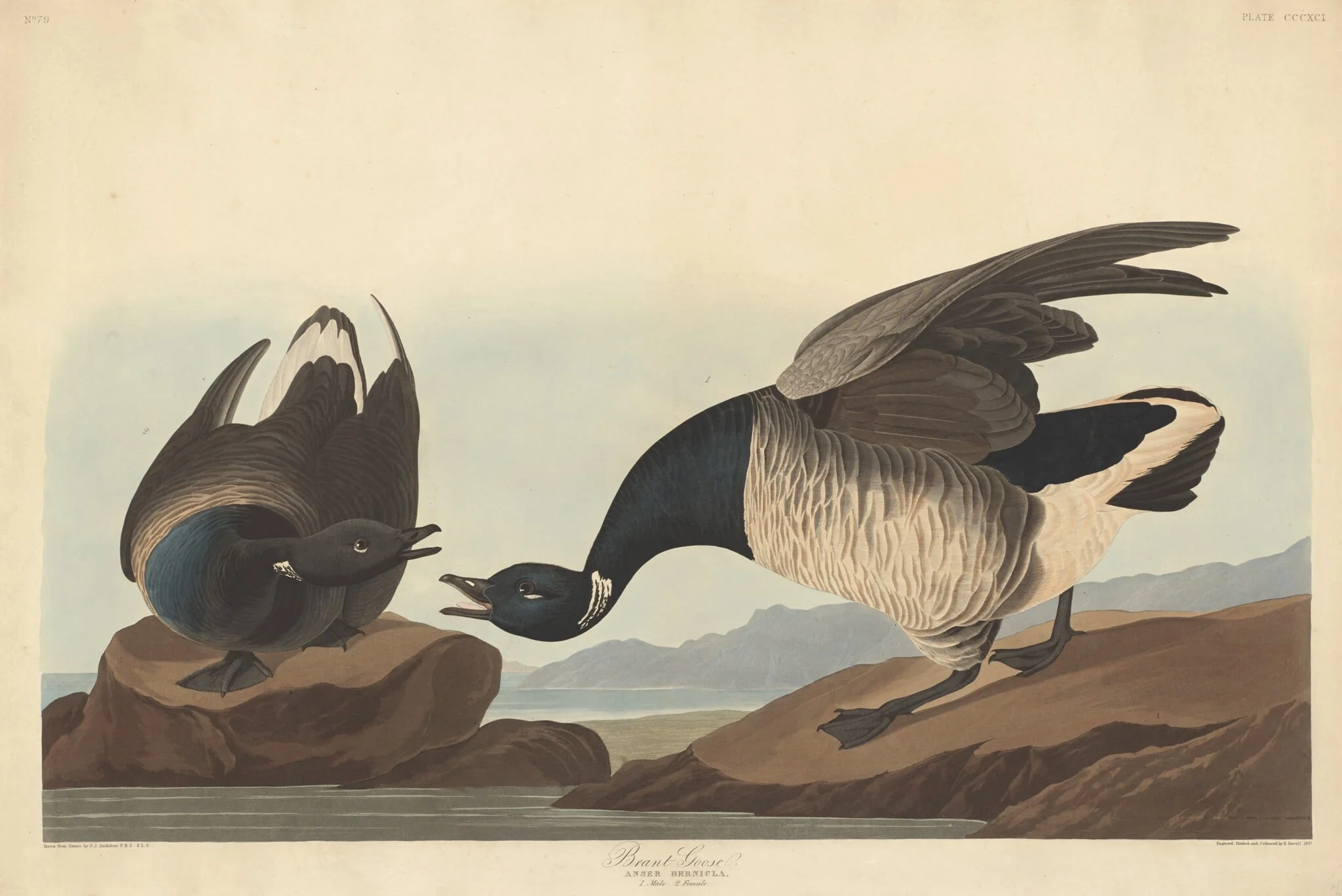 Brant Goose, by Robert Havell Jr., ink, 1837