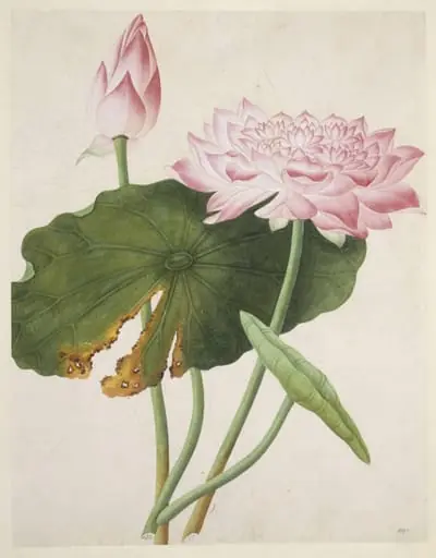 Lotus