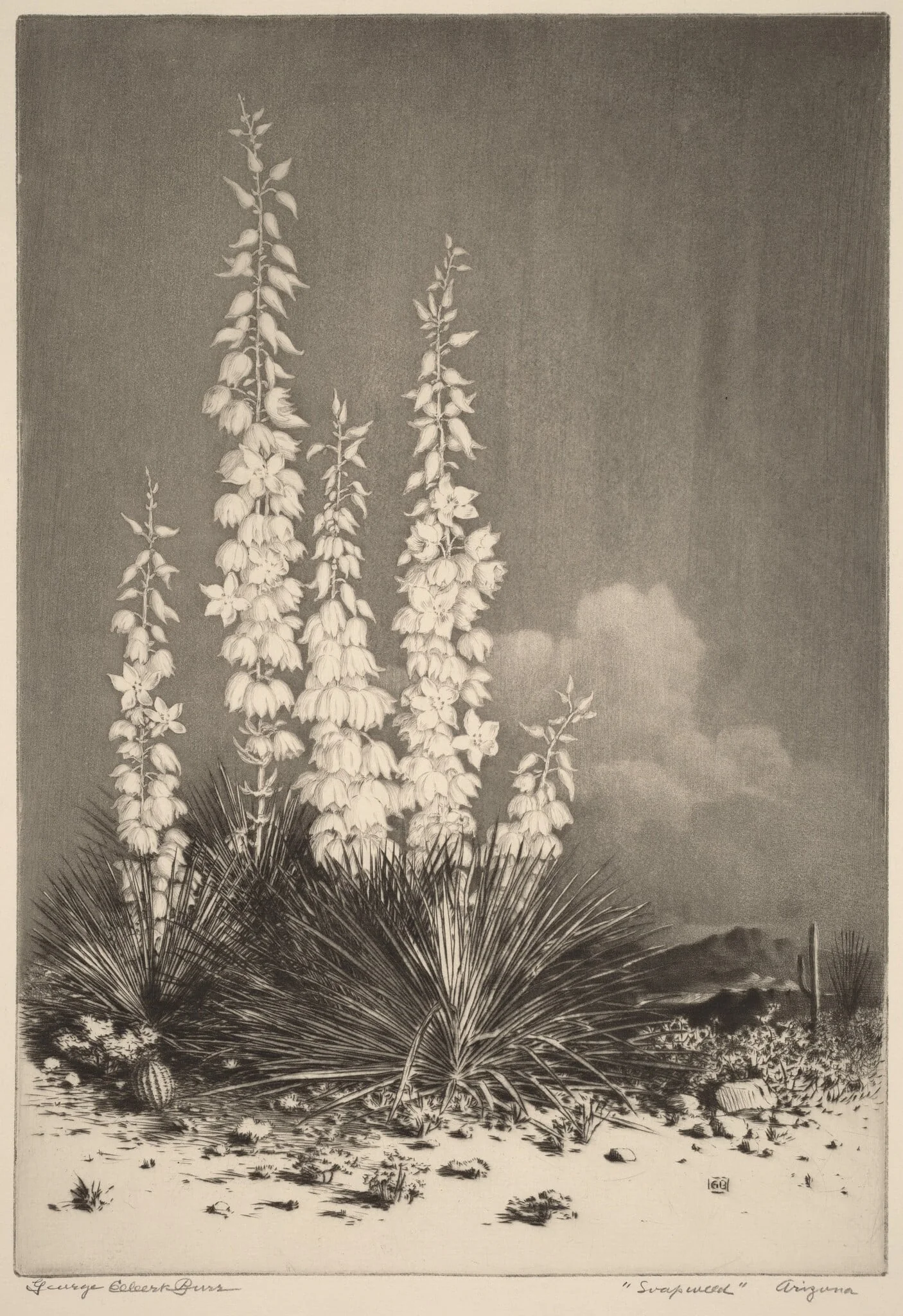 Soapweed, Arizona (no. 2)