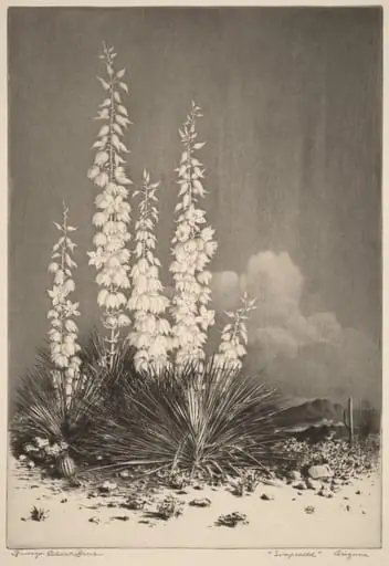 Soapweed, Arizona (no. 2)