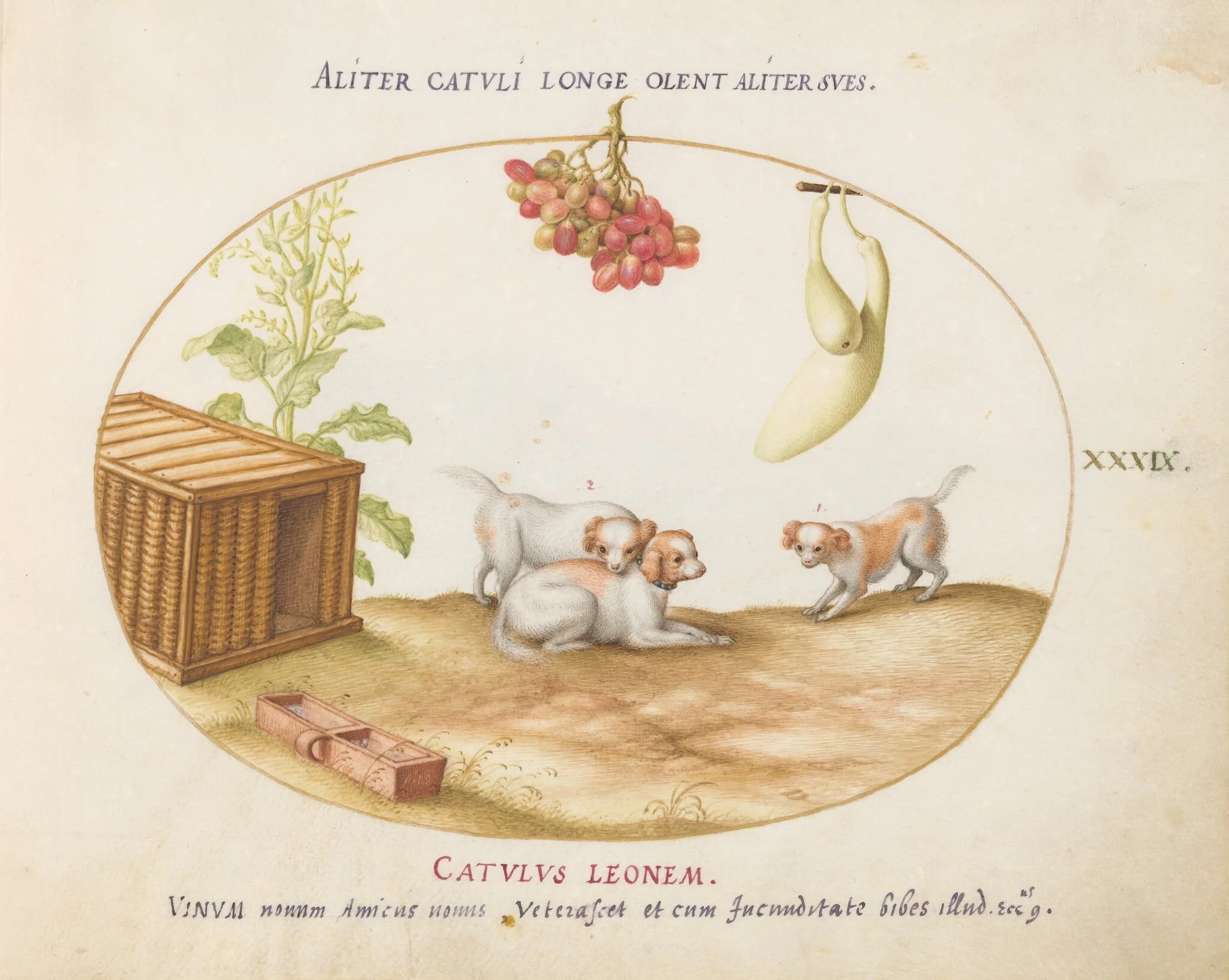 Plate 39: Three Puppies with a Crate and a Bunch of Grapes, by Joris Hoefnagel, gouache, 1580