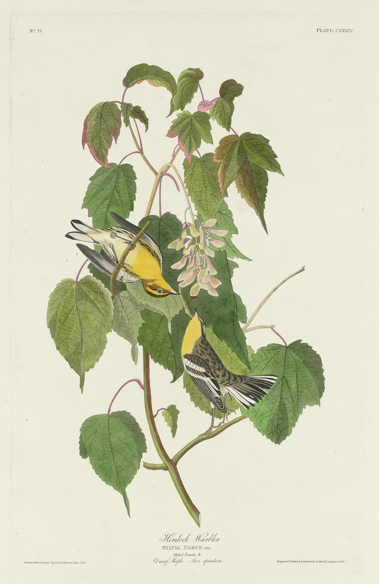 Hemlock Warbler, by Robert Havell Jr., ink, 1832