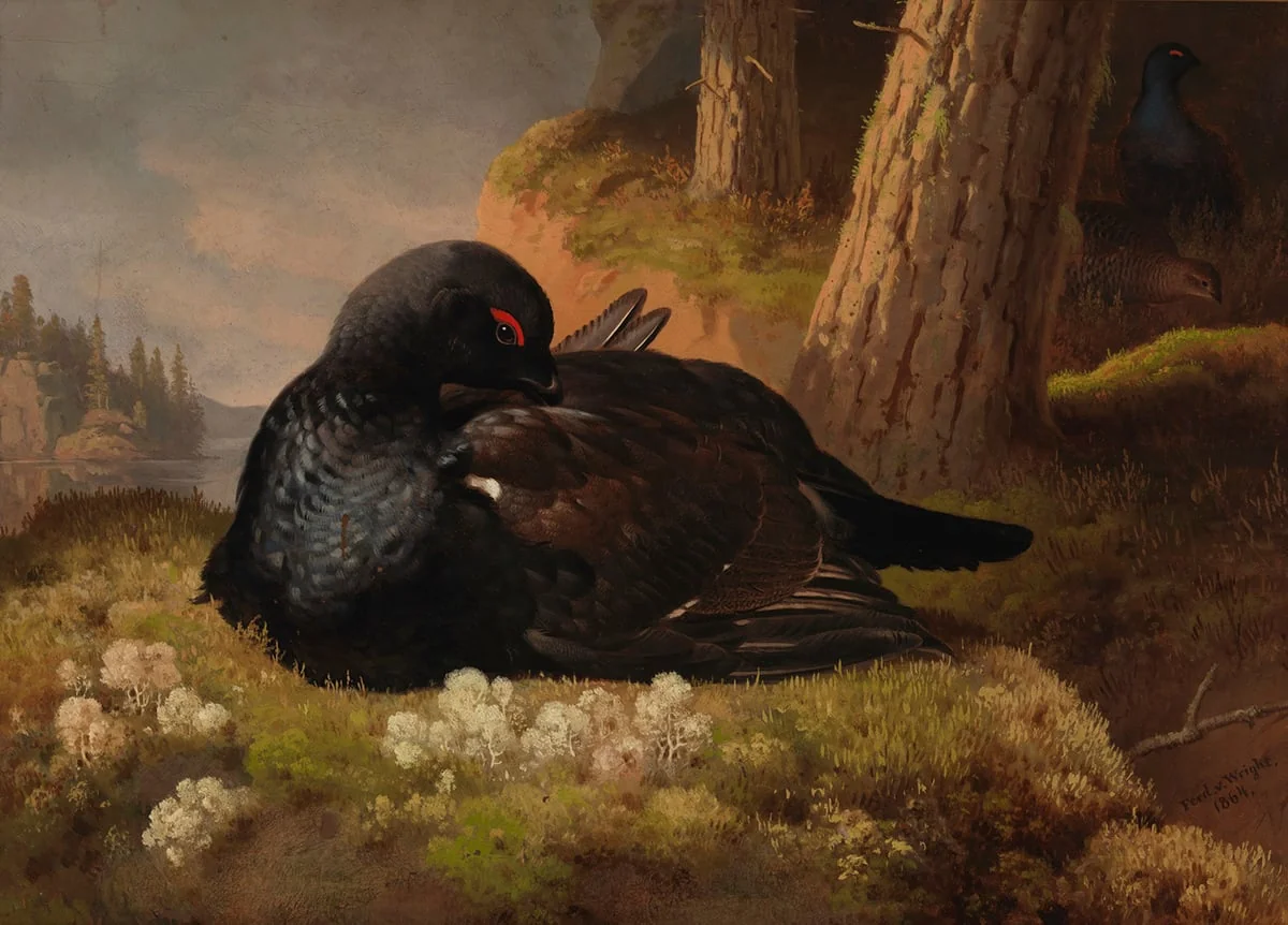 Teeri, by Ferdinand von Wright, unspecified