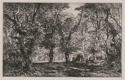 View from a Forest Stream Into a Clearing
