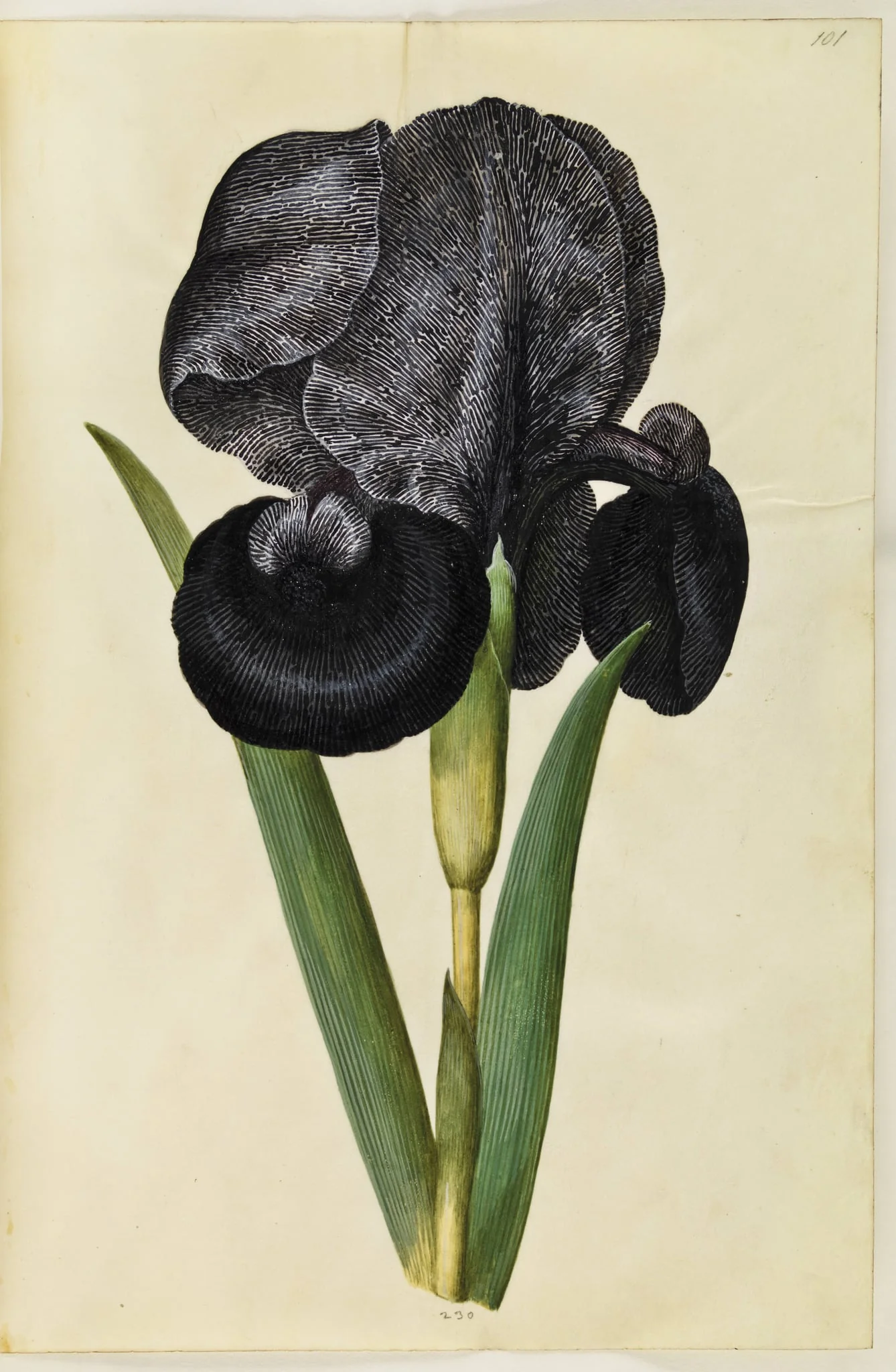 Iris susiana (sørge-iris), by Unknown, unspecified, 1650