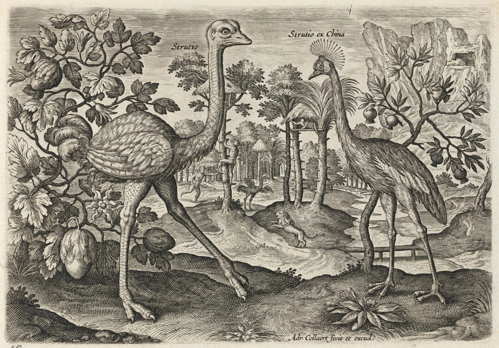 Ostrich and Crowned Crane, by Adriaen Collaert, ink, 1600
