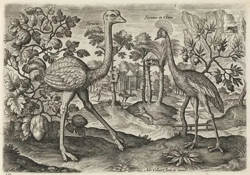 Ostrich and Crowned Crane