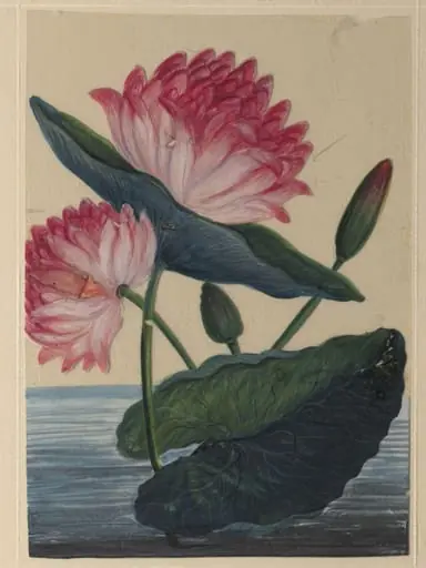 One of eighteen drawings of flowers.