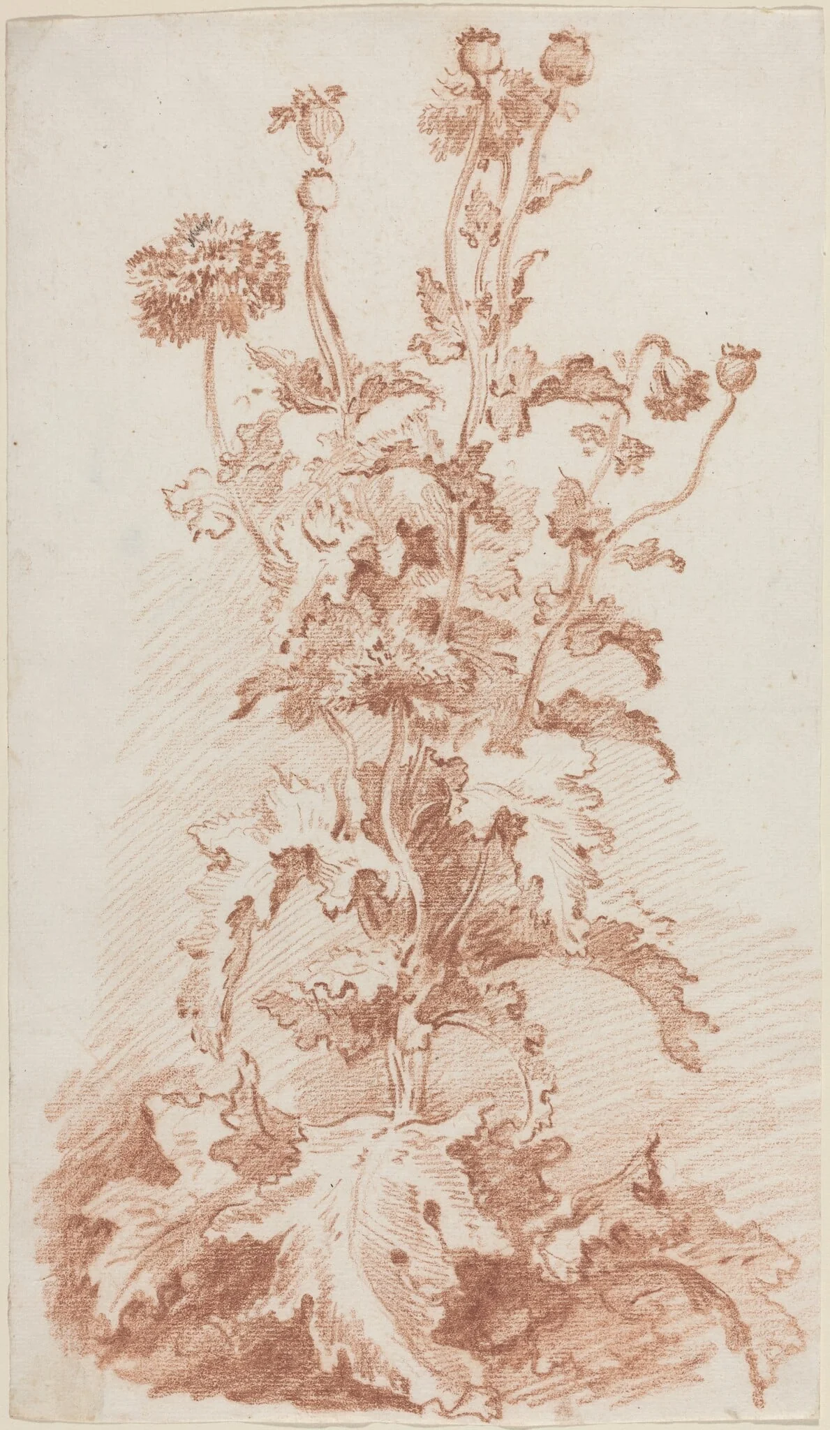 Poppies with Seed Pods, by Jean-Baptiste Hüet, chalk, 1764