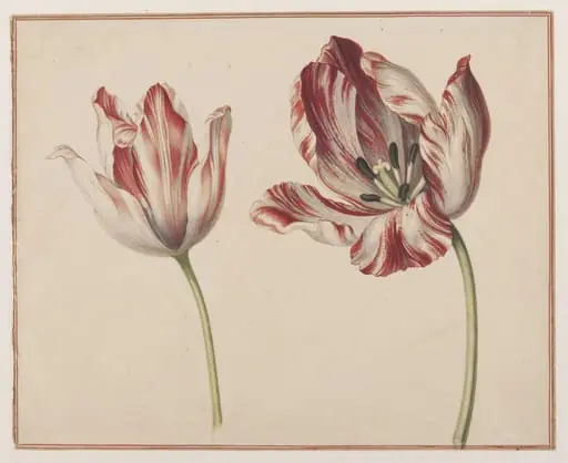 Two Tulips