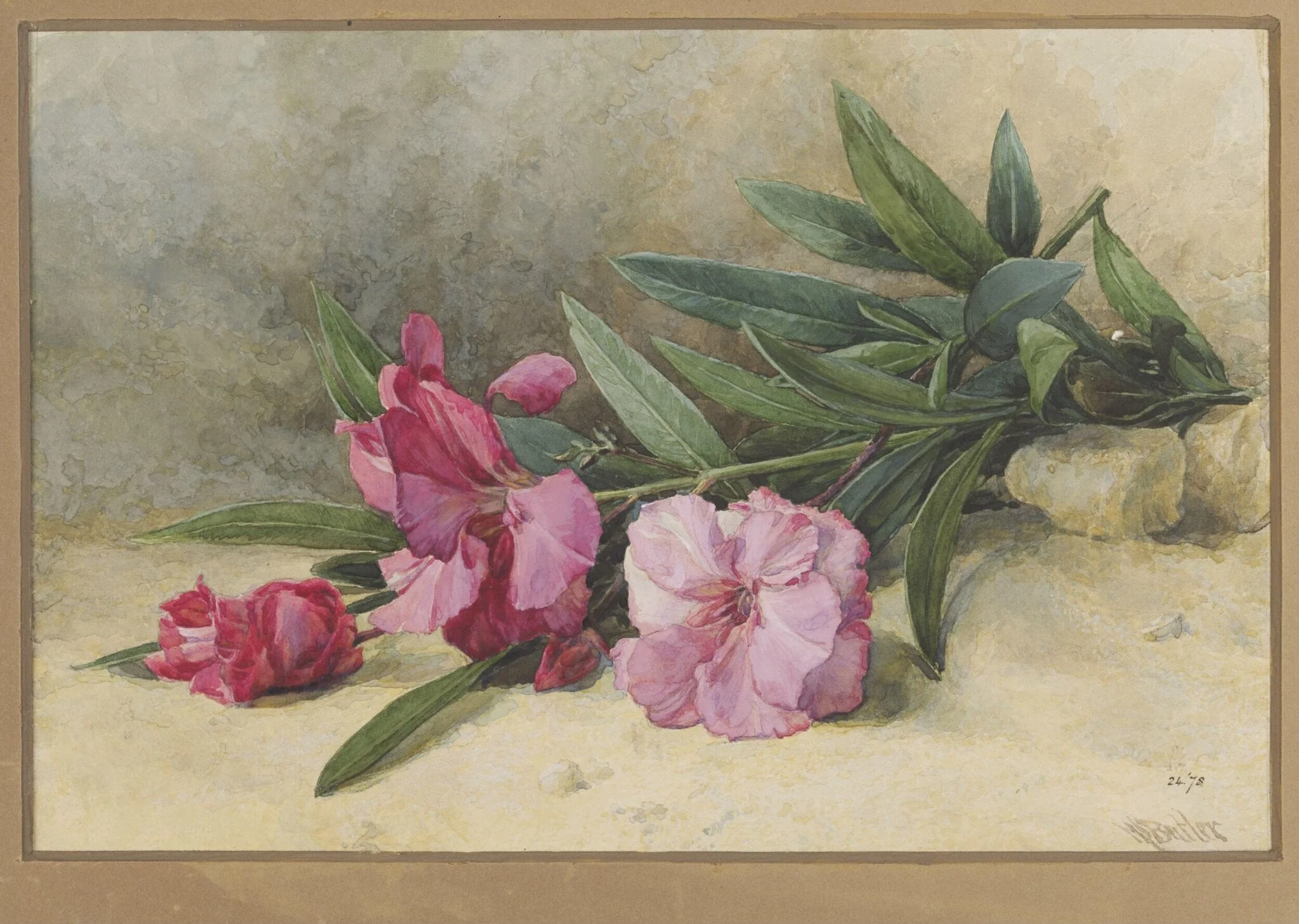 Oleander Blossom, by Mary E. Butler, watercolor, 1867