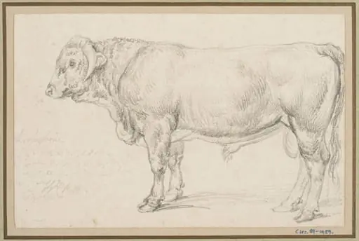 'Mr Cattisal's Shropshire Bull