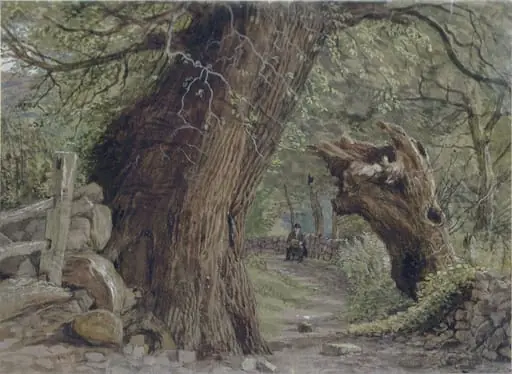Study of trees at Llanfairfechan, North Wales