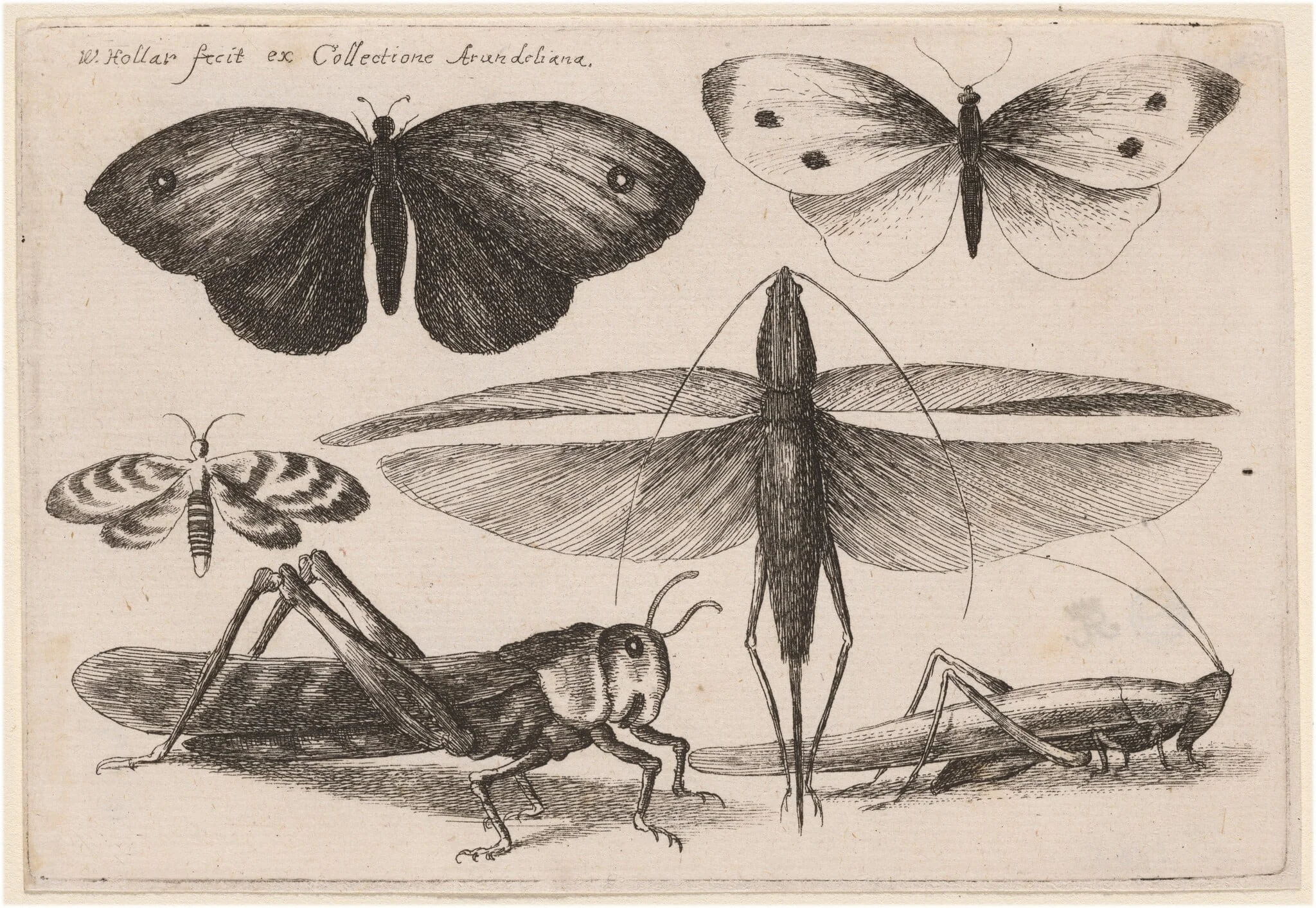 Six Insects, by Wenceslaus Hollar, ink, 1646