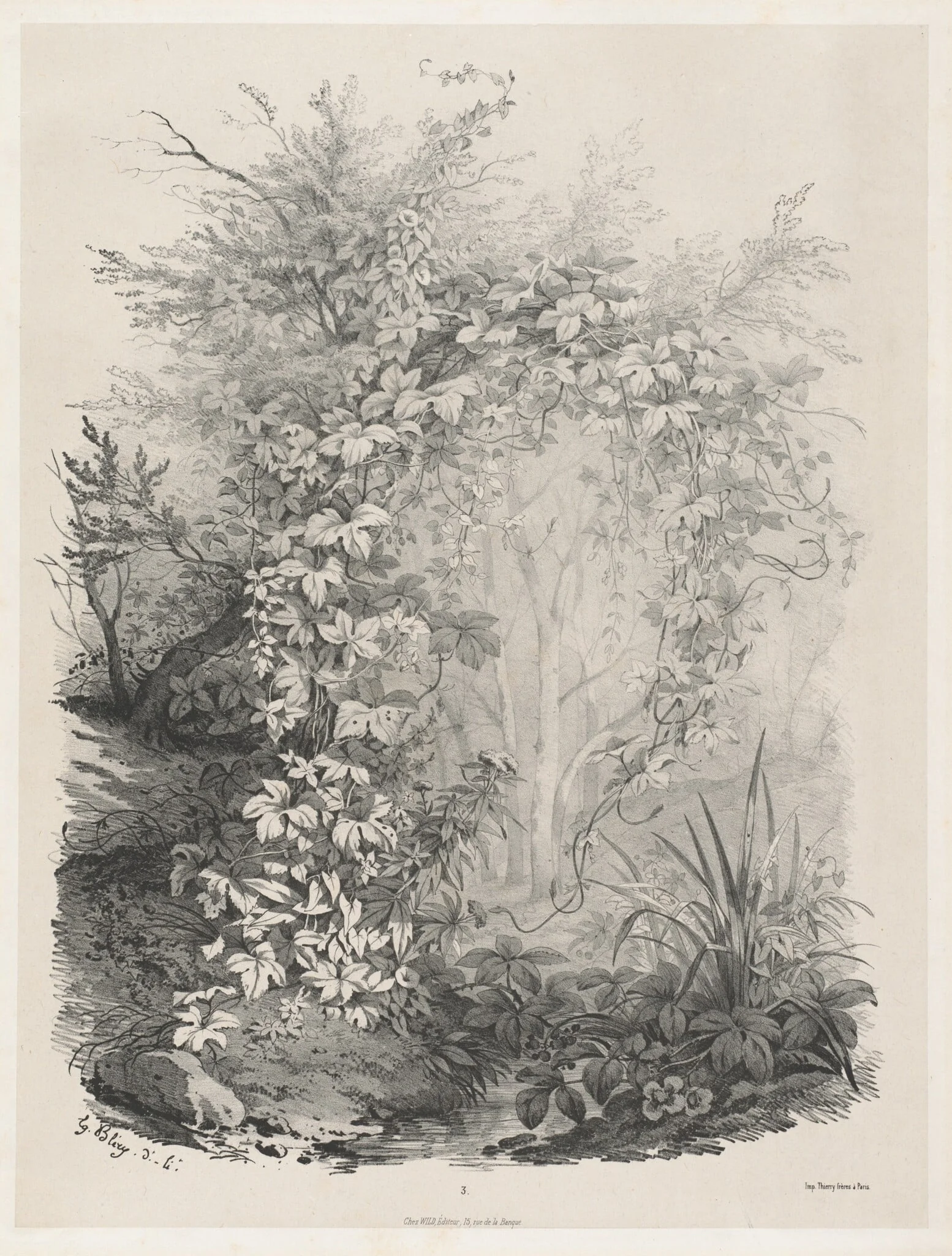 Plants and Ivies by a Stream, by Eugène Bléry, ink, 1848