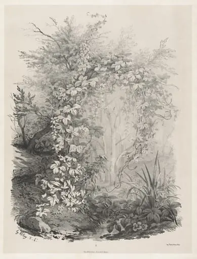 Plants and Ivies by a Stream