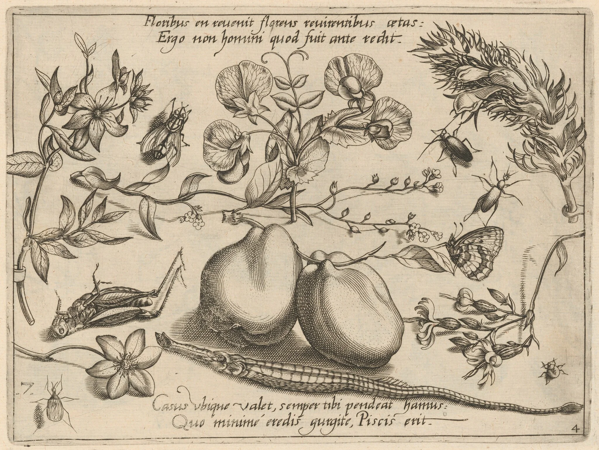 Archetypa studiaque patris Georgii Hoefnagelii [Part 4, Plate 7], by Jacob Hoefnagel, ink, 1592