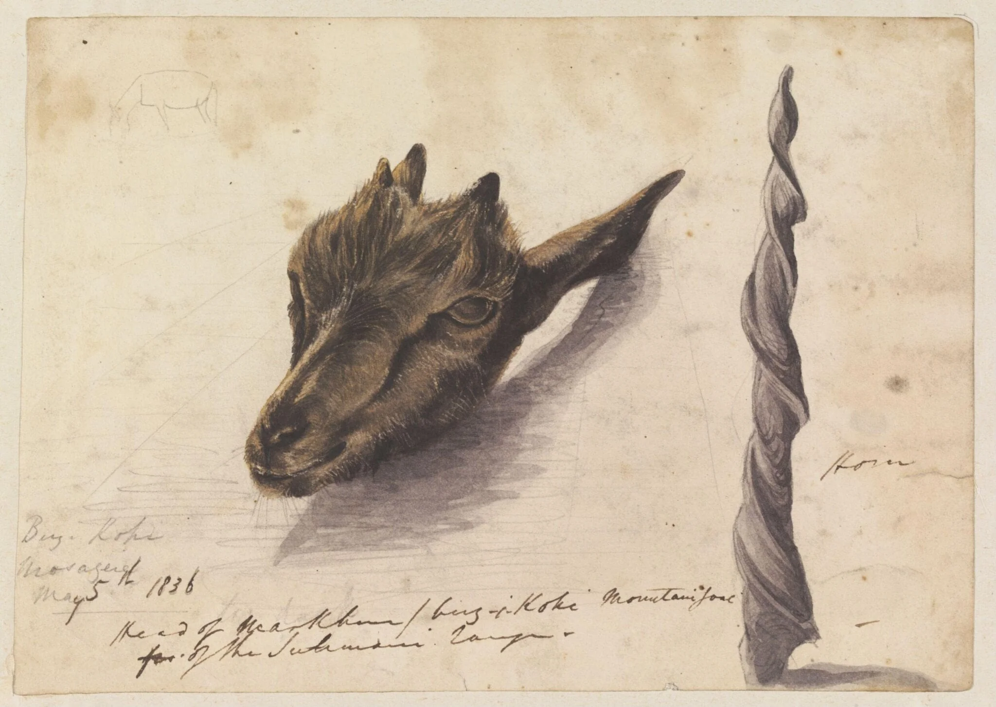 Head of Markhour/birz-i-Kohi[?] Mountain goat of the Sulimani range, by Godfrey Thomas Vigne, watercolor, 1836