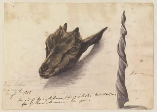 Head of Markhour/birz-i-Kohi[?] Mountain goat of the Sulimani range