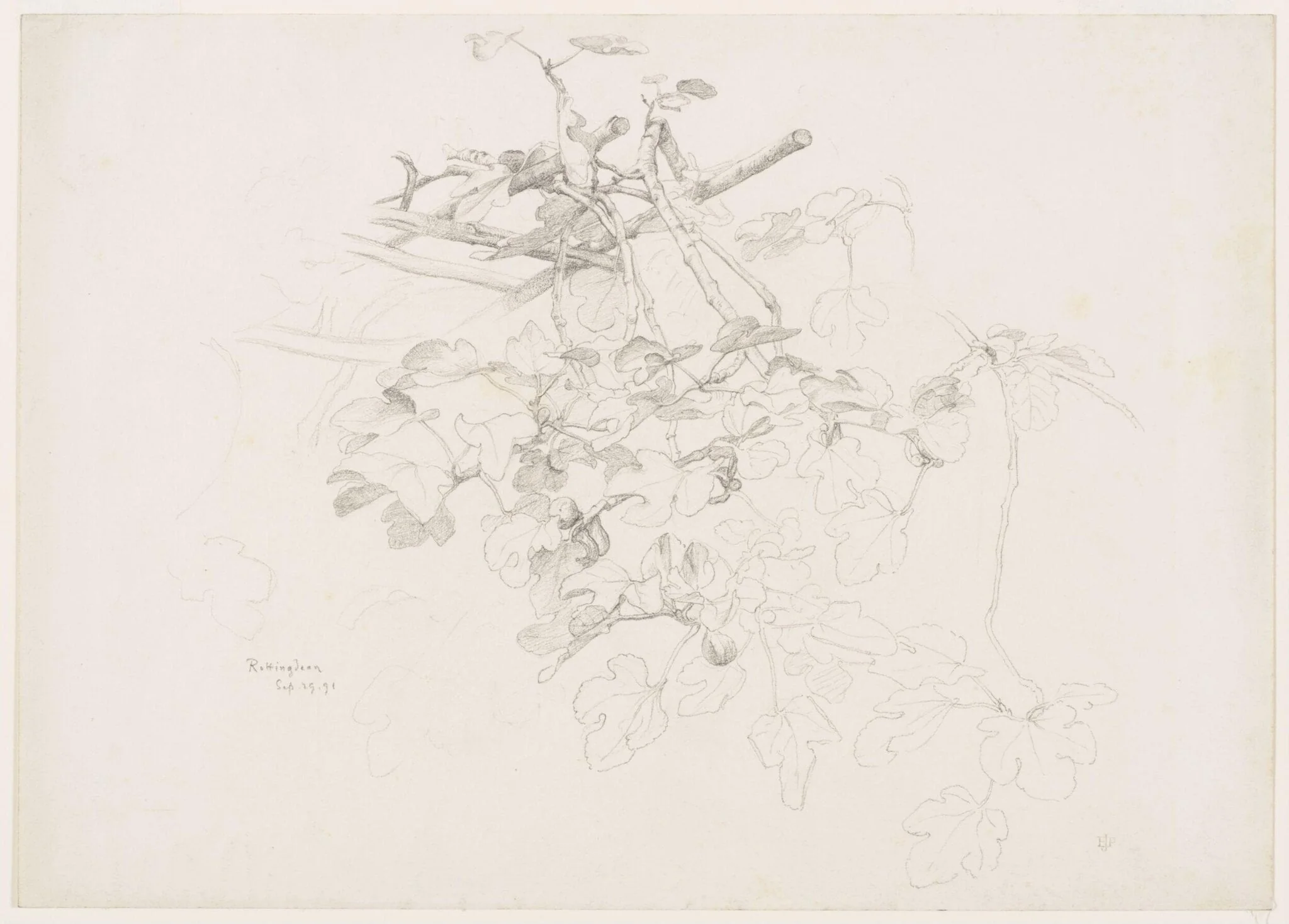 Studies of Flowers and Plants, 1876-1898, by Edward John, Sir Poynter, 19