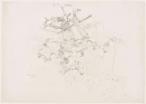 Studies of Flowers and Plants, 1876-1898