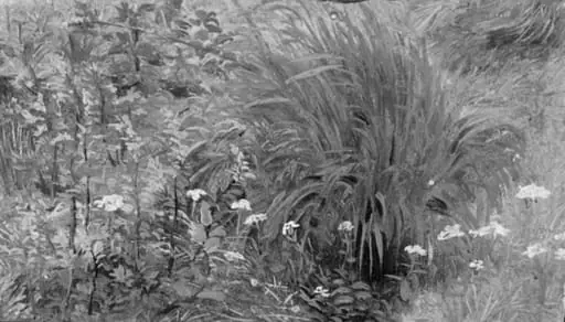 Wild Plants and Grass