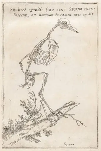 Skeleton of a Starling