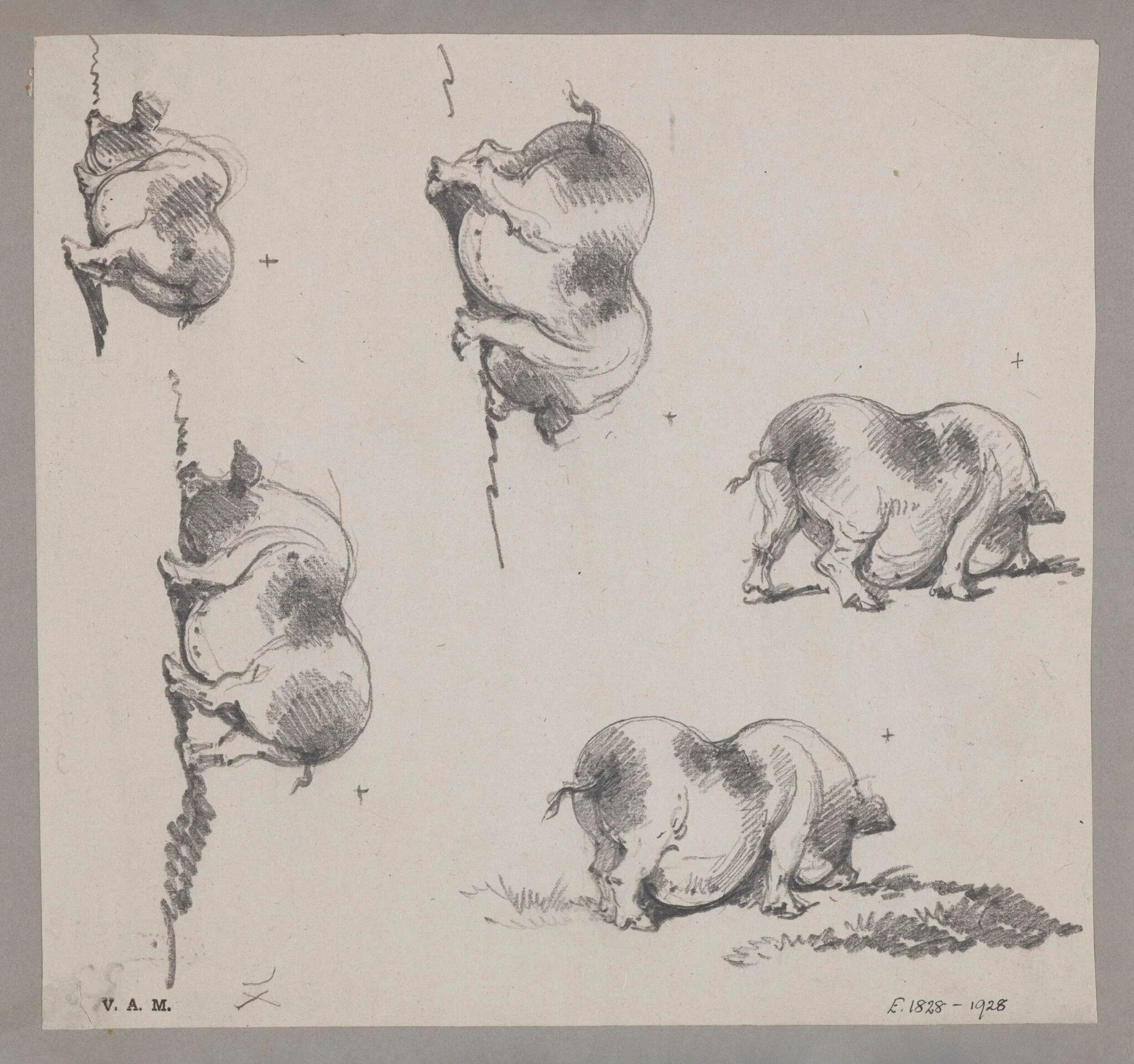 Five drawings of a pig