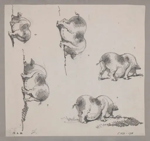Five drawings of a pig