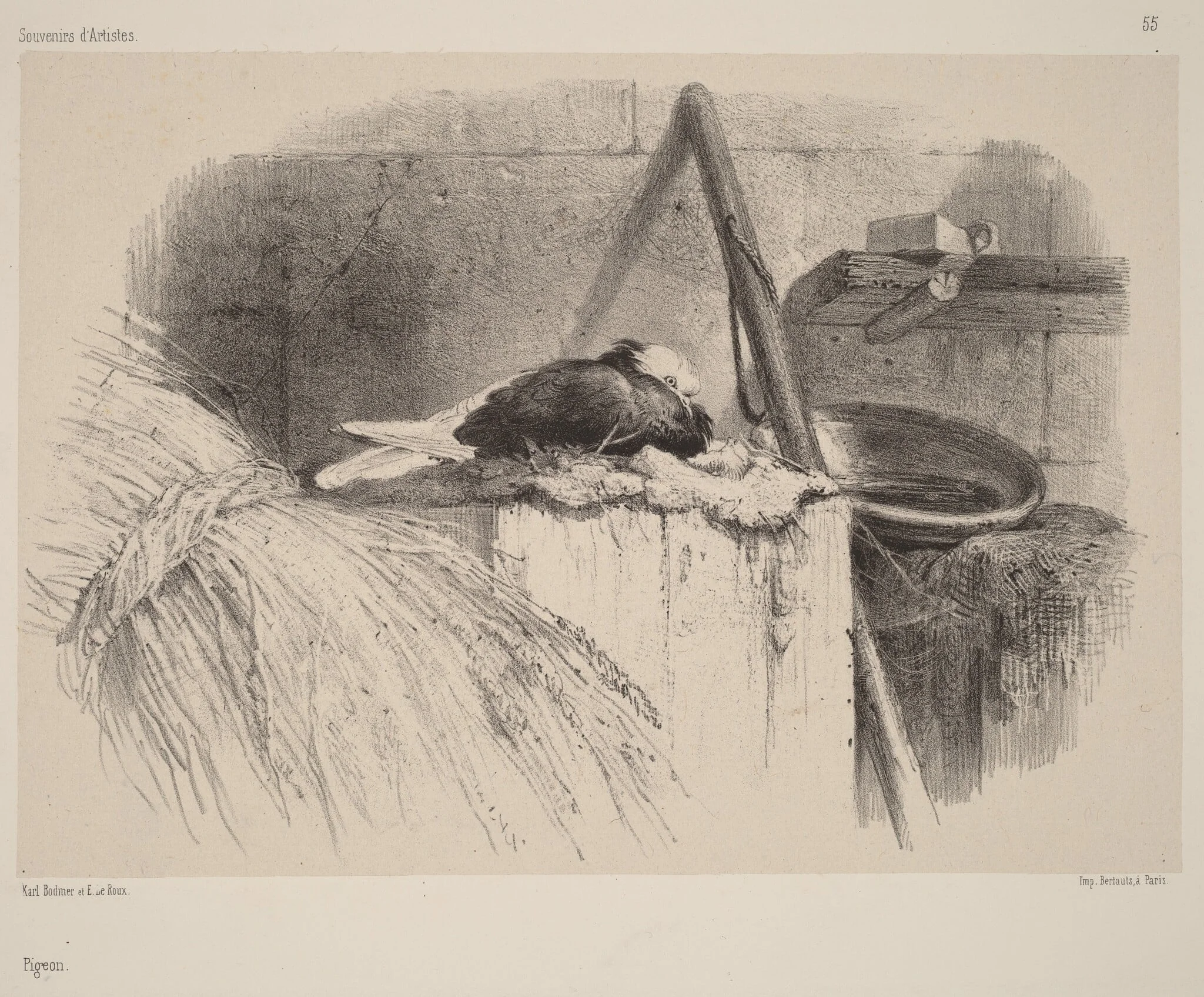 Pigeon, by Karl Bodmer, ink, 1851