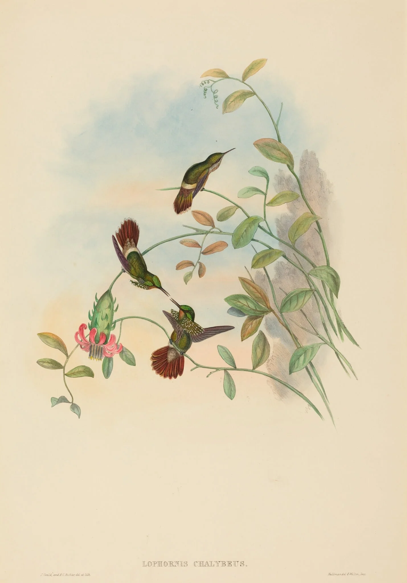 Lophornis chalybeus (Festive Coquette), by H.C. Richter, ink, 1842
