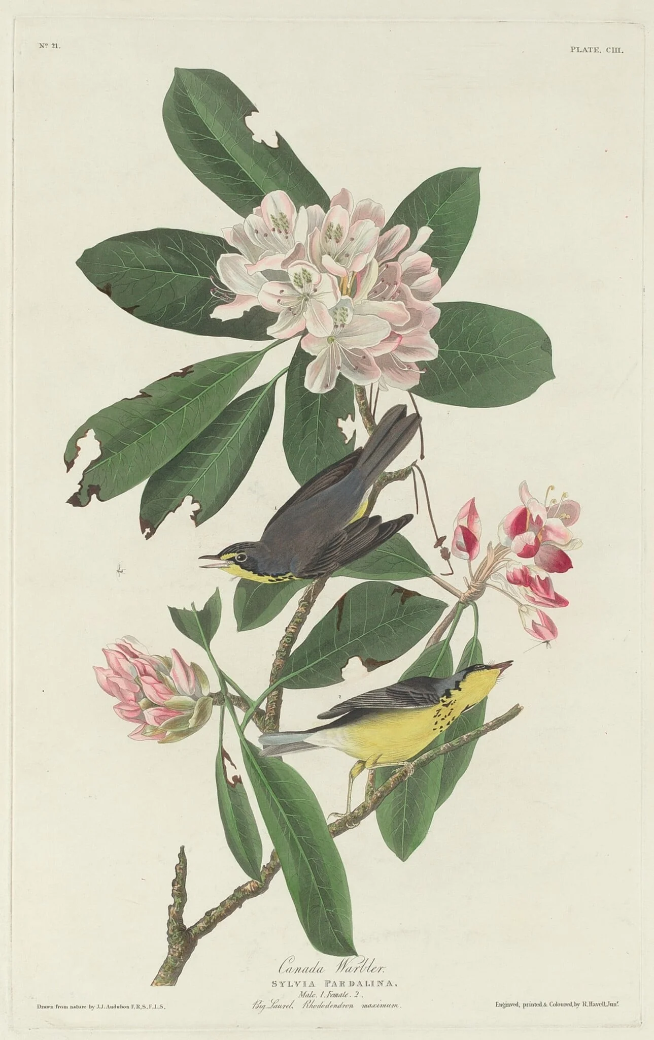 Canada Warbler, by Robert Havell Jr., ink, 1831
